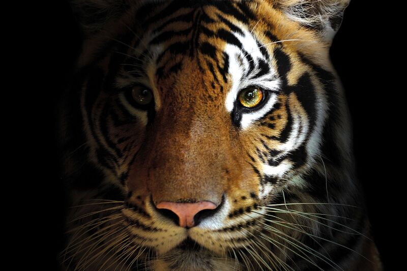 Tatzmania Tiger Tatzmania Tiger