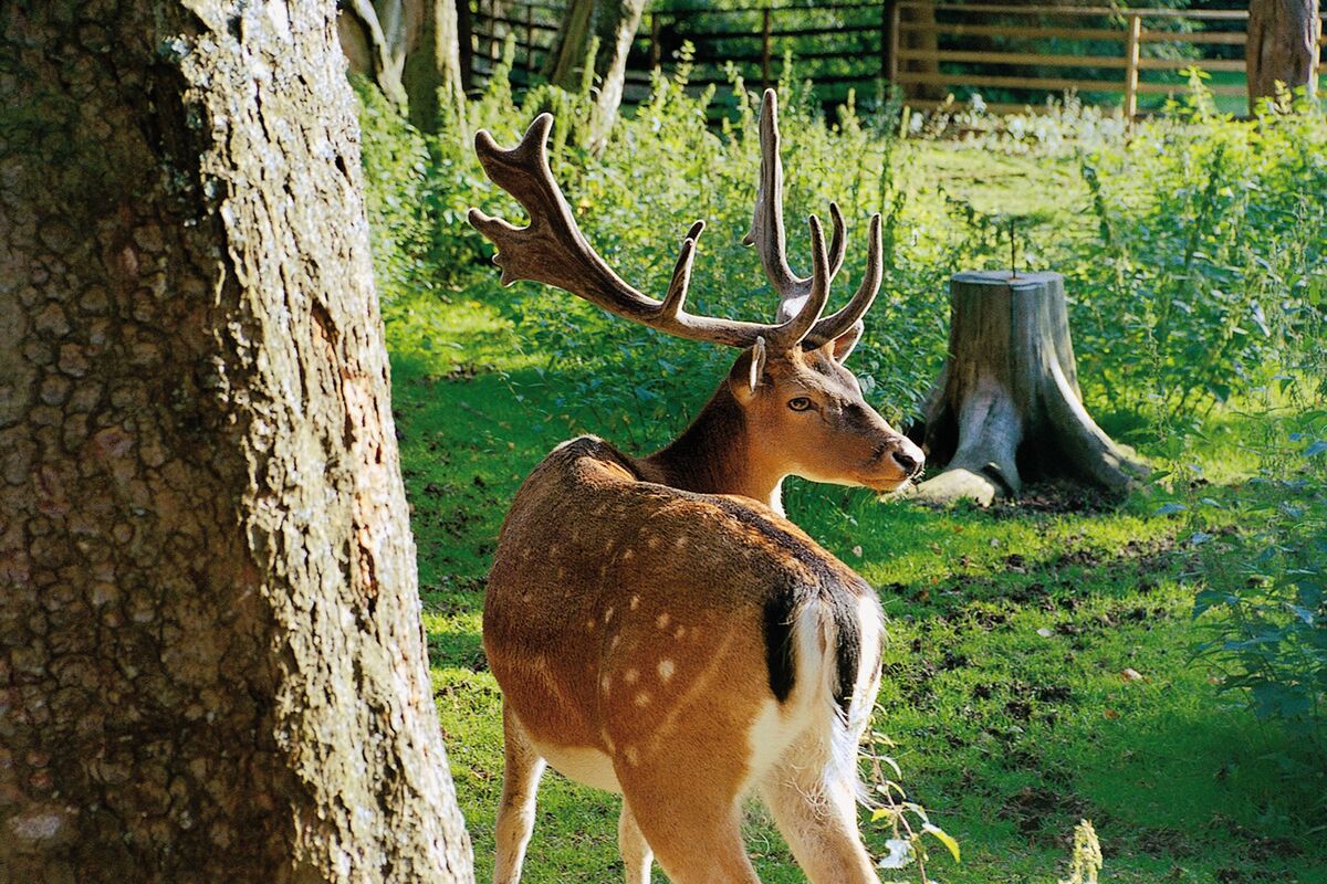 Privatpark Wildgehege Hirsch