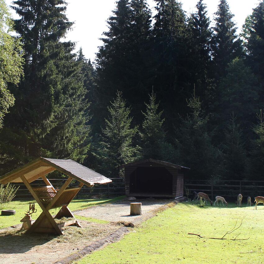 Wildgehege mit Rehen